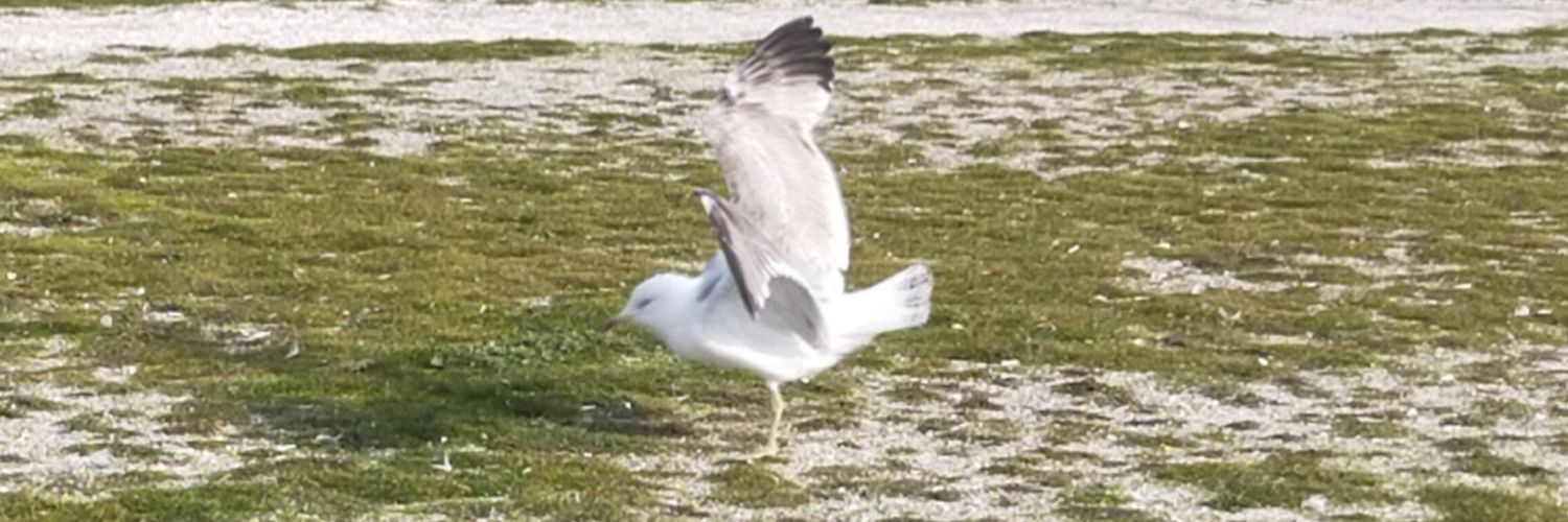 PınaR KacaR 🇹🇷 banner
