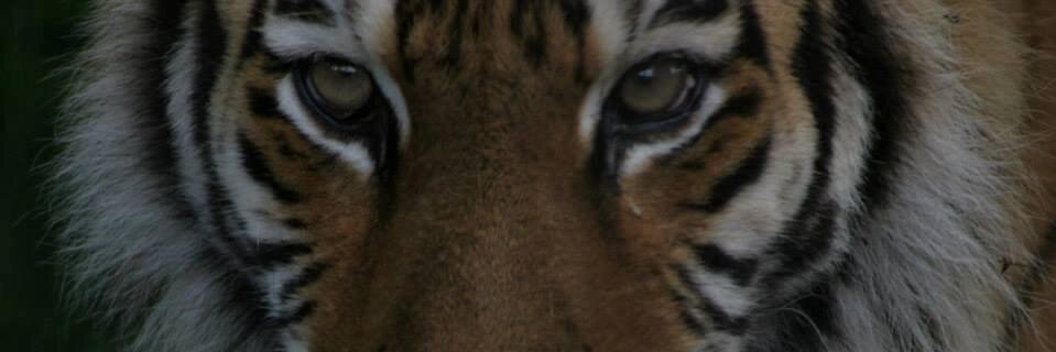 super_tuff's profile banner image