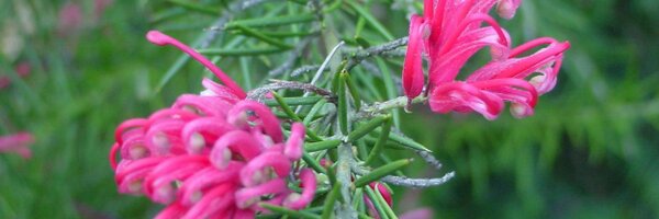 theleyla Profile Banner