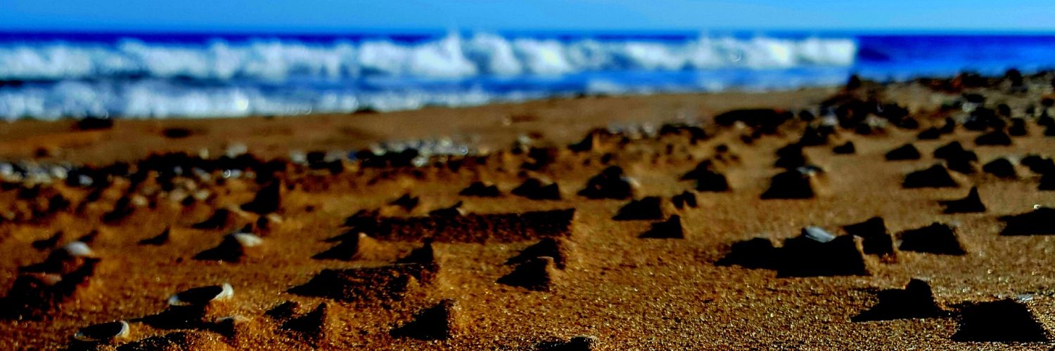JJuncoC's profile banner image