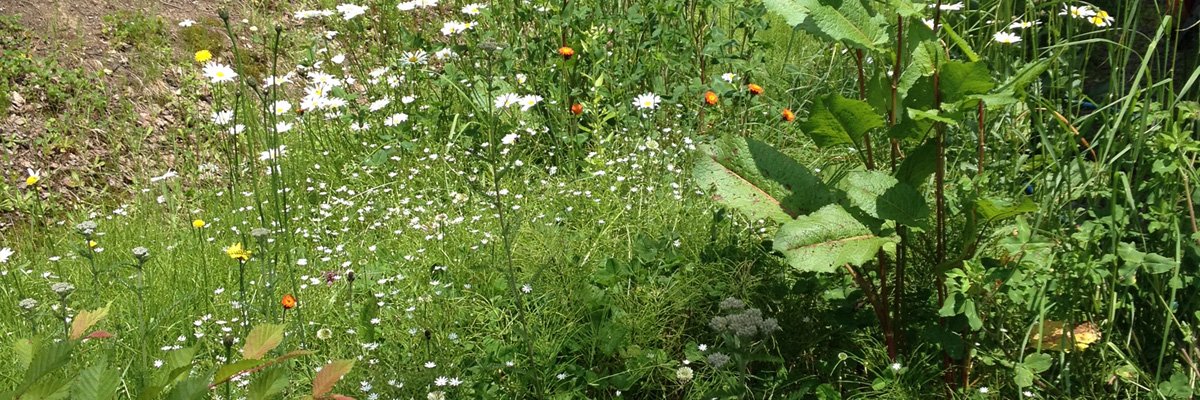 miyoko_m's profile banner image