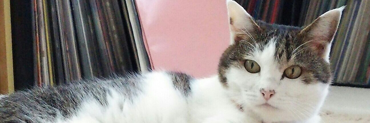 gottuimango's profile banner image
