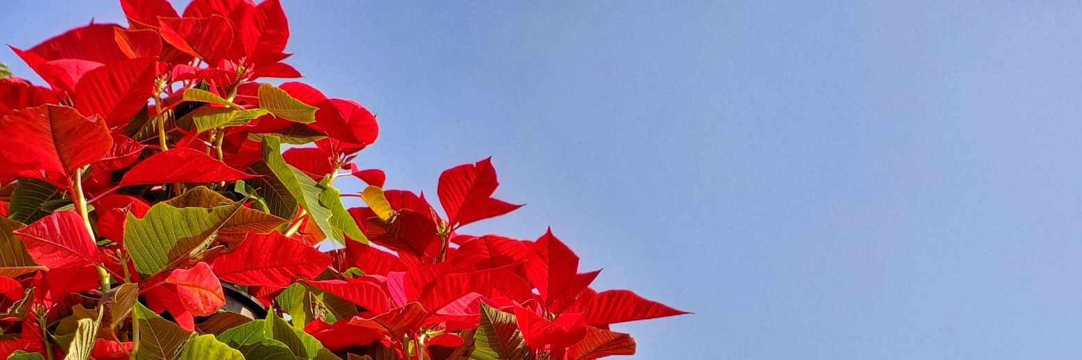 r_itujoshi's profile banner image