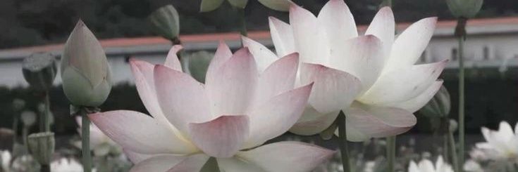 cashew ۶ৎ ִֶָ banner
