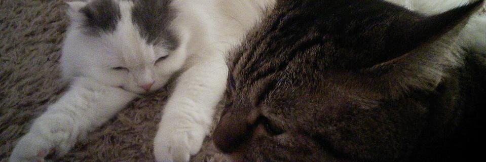 ionis_h's profile banner image