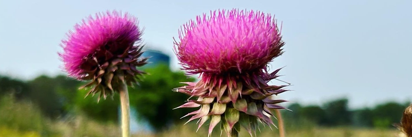 𝙰𝚕𝚢𝚜𝚊 banner