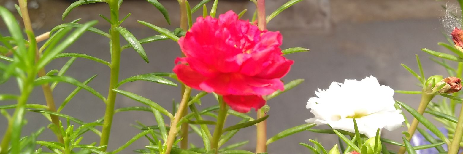 Anupama5887's profile banner image