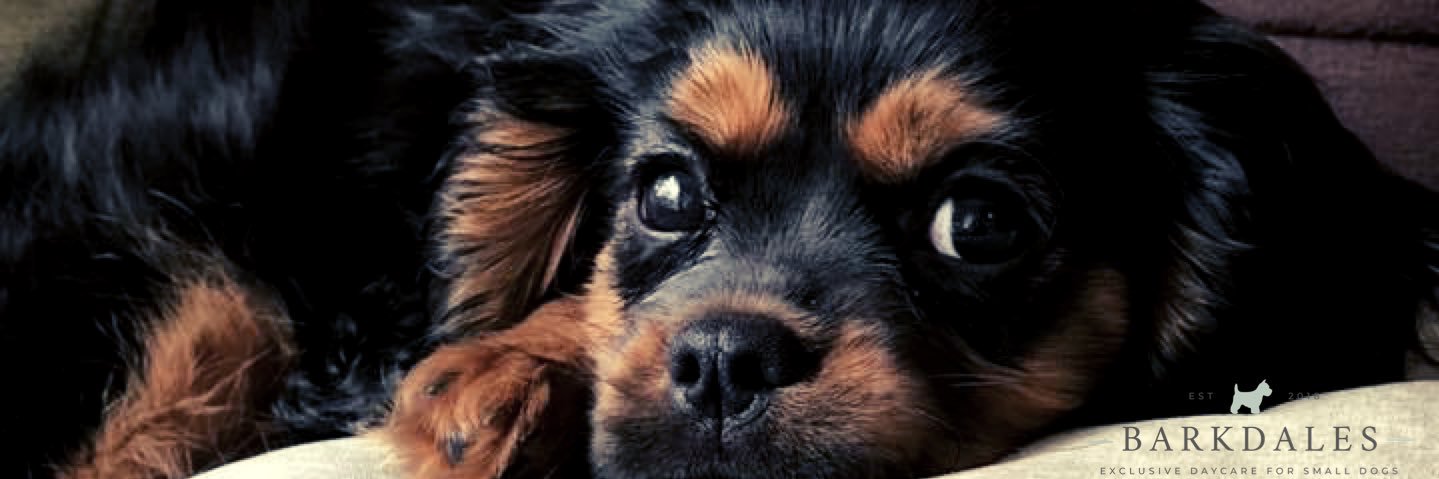 Barkdales Luxury Dog Nursery banner