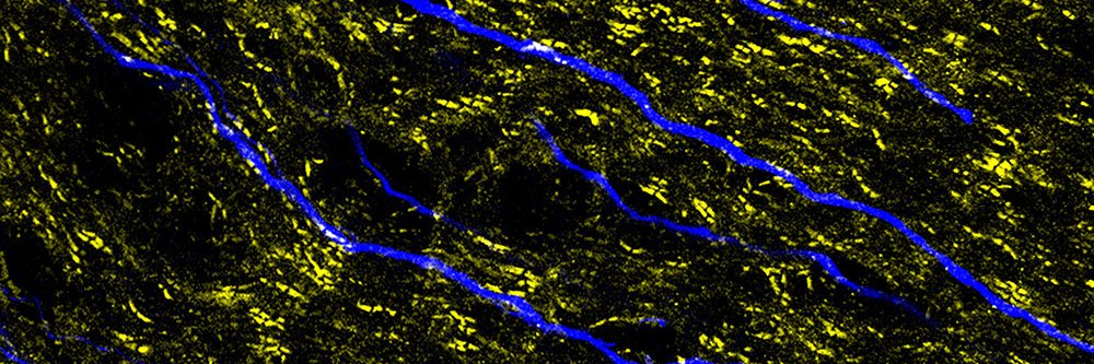 Brain and Sleep Research Laboratory's banner