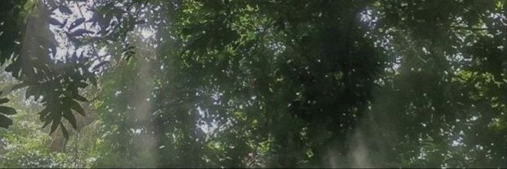 bunnygraham banner