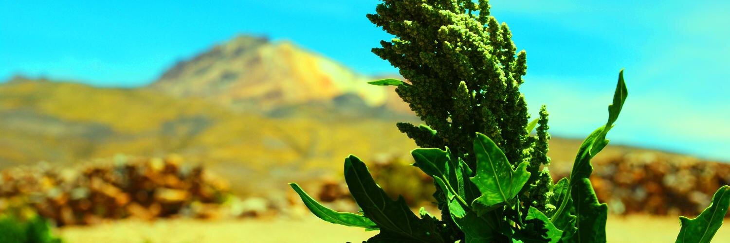 AndeanValleySA's profile banner image