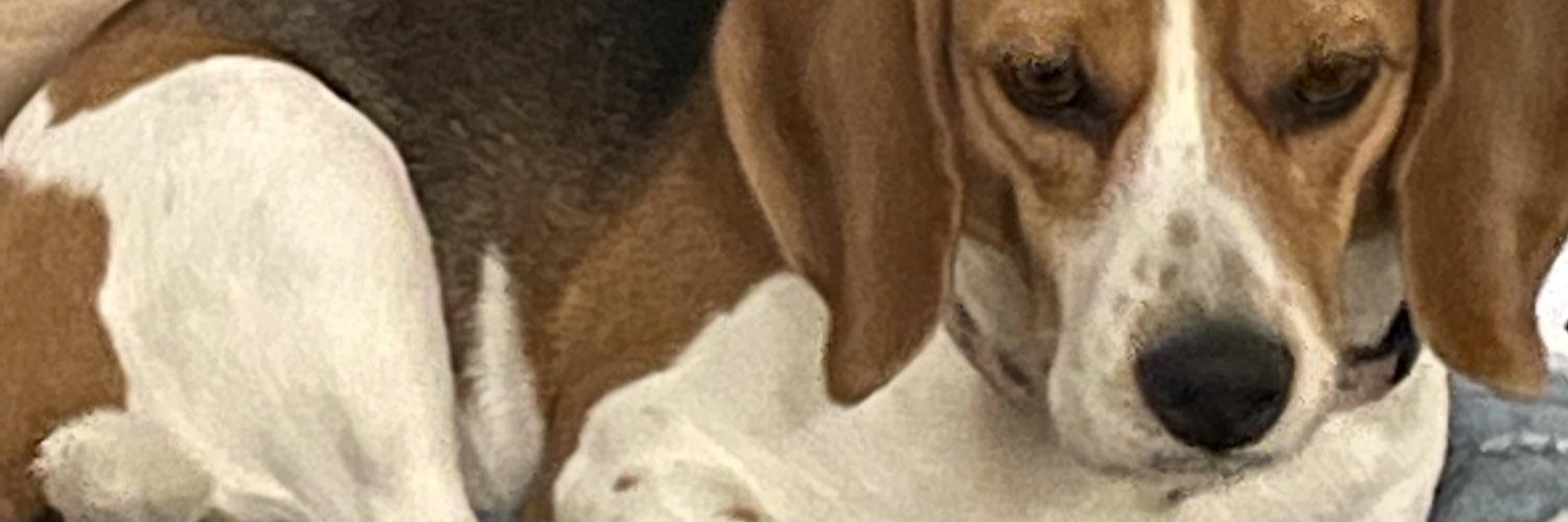 MisaRGENTO banner