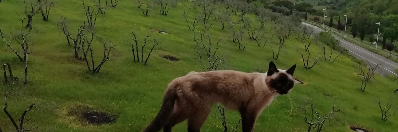 enzatassone48's profile banner image
