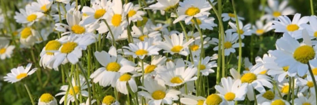 BhrGCL's profile banner image