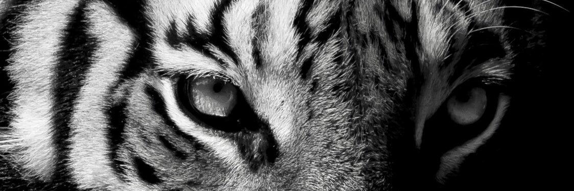 Ojanism's profile banner image