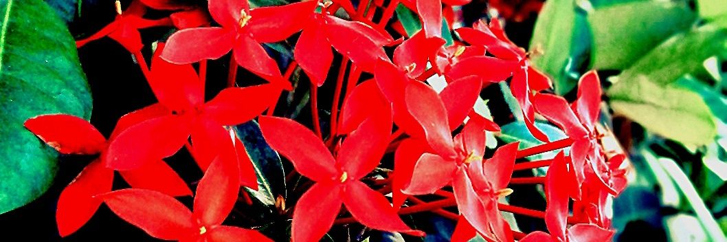 Sulaimon Mujeeb banner