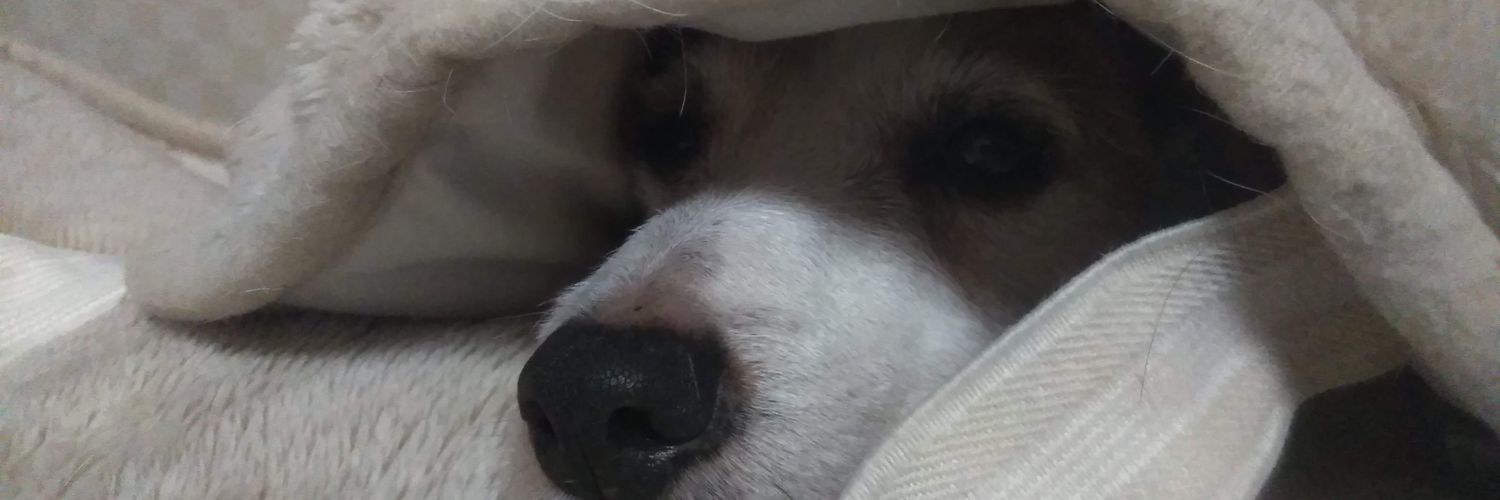 Flyingsheep1326's profile banner image