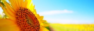 osariyeah's profile banner image