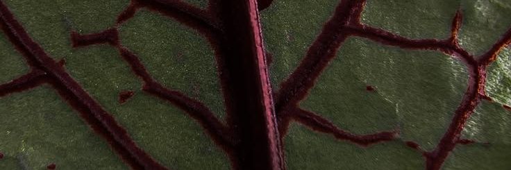 Jessassis_'s profile banner image