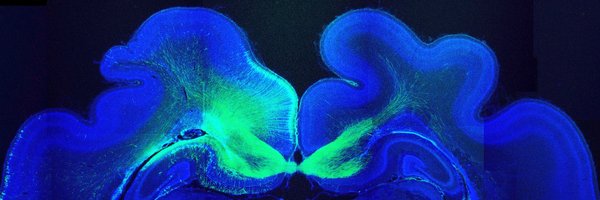 BorrellLab Profile Banner