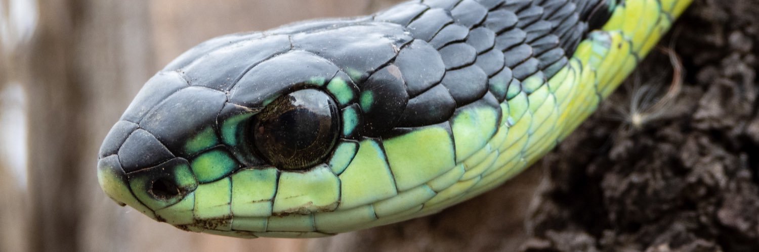 GooLee 🐍's banner