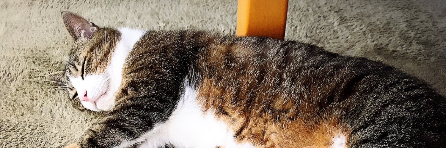 nyankosetsubi's profile banner image