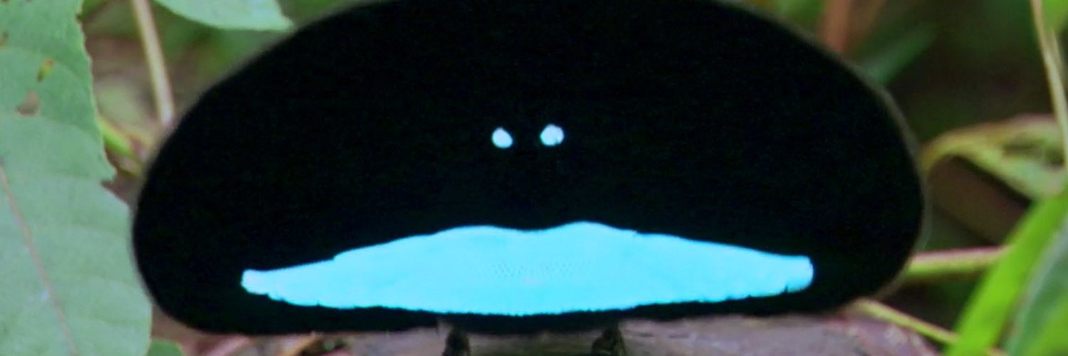 LittleBirdT2's profile banner image