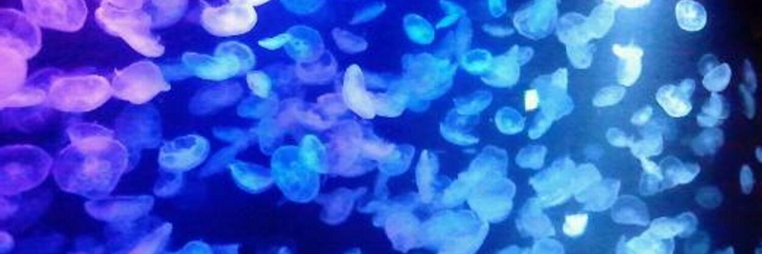 tokiwaz's profile banner image