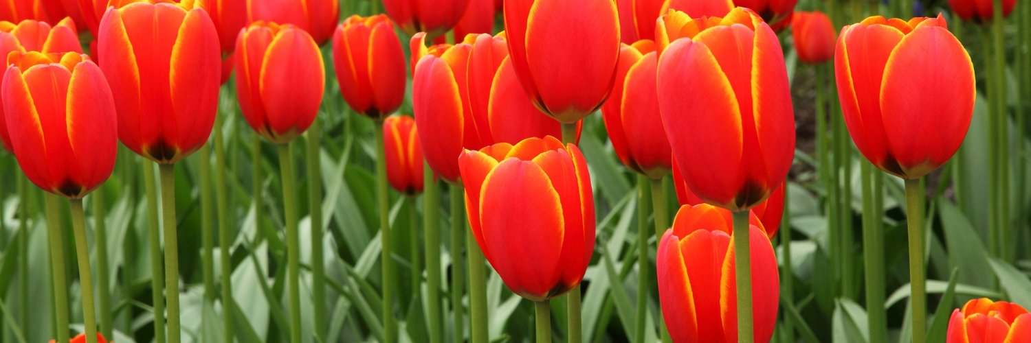 Stephany Munhoz banner