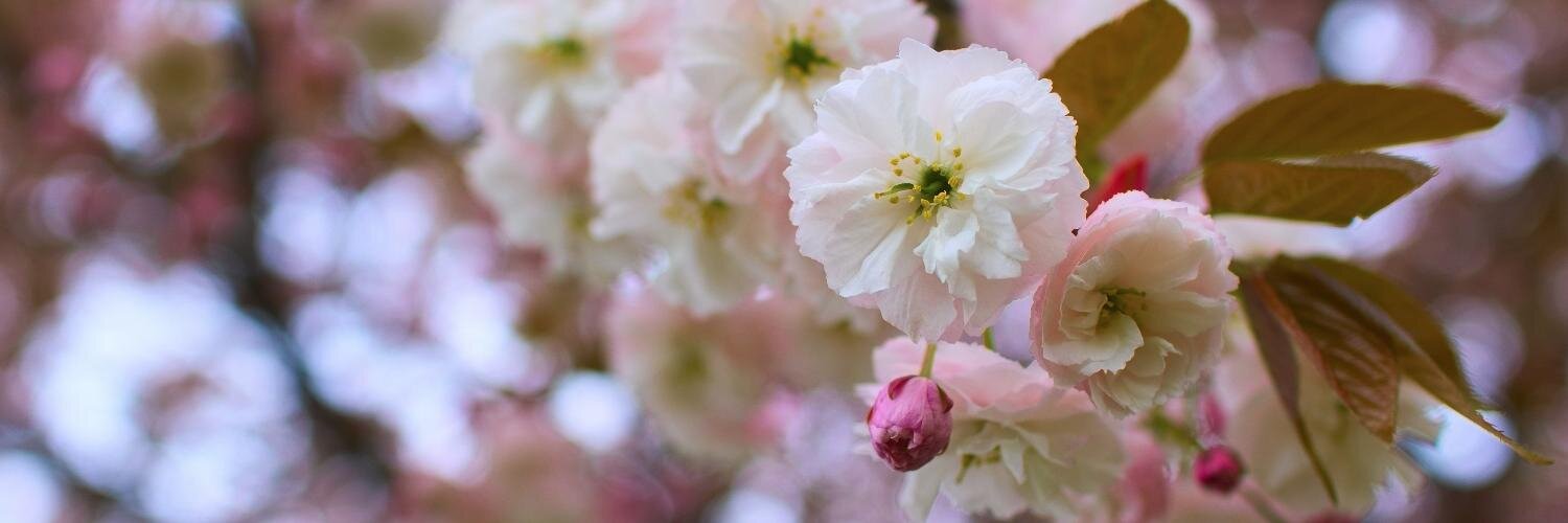 Jolanda @ lojanda.bsky.social banner