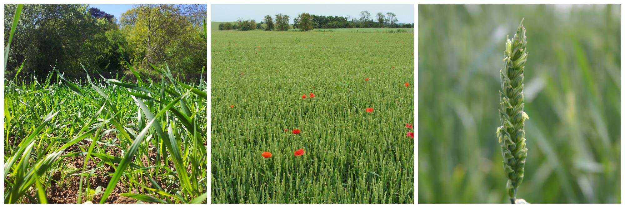 Organic Arable banner