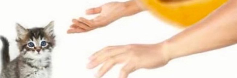 Kyupicchi's profile banner image