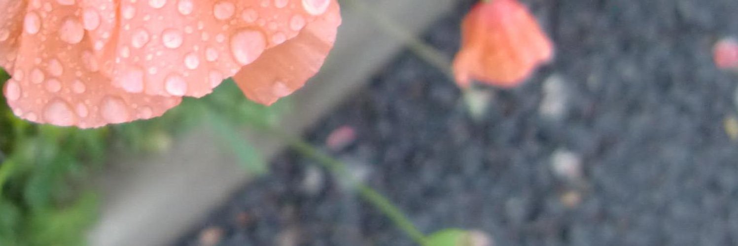 noinote's profile banner image