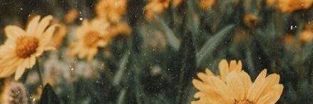 MonitaMostert's profile banner image