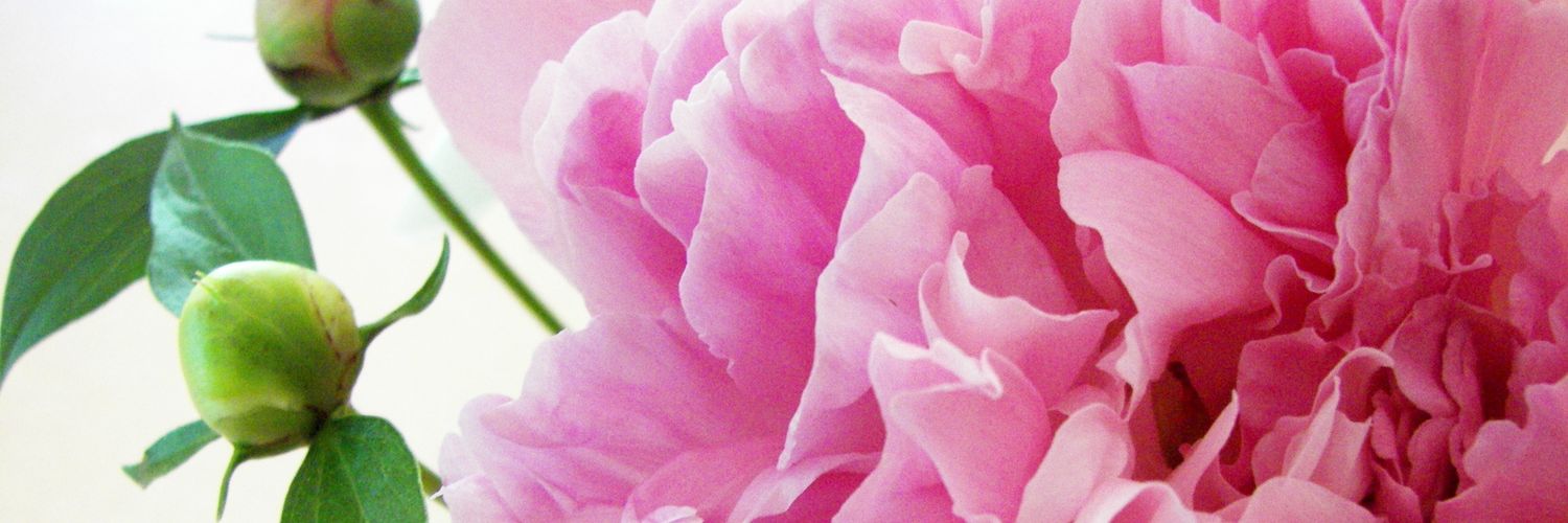 MEE_MAZ's profile banner image