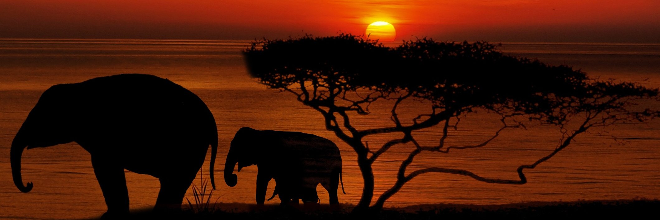 Absolute Africa banner