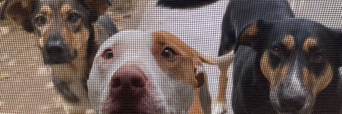 lachowiczmai_'s profile banner image