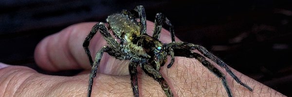 fercfossati Profile Banner