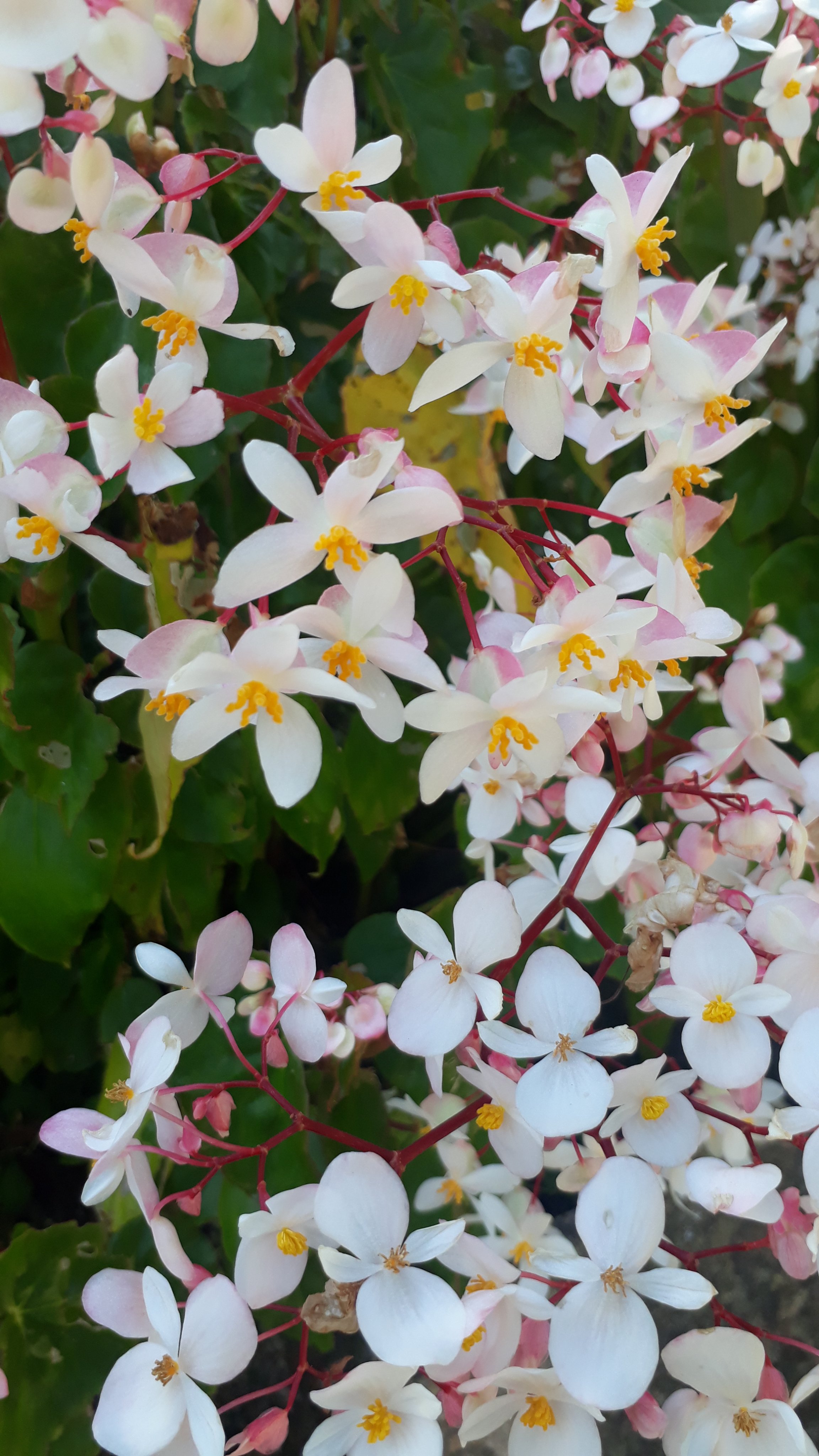 Mary Laguna Andrade banner