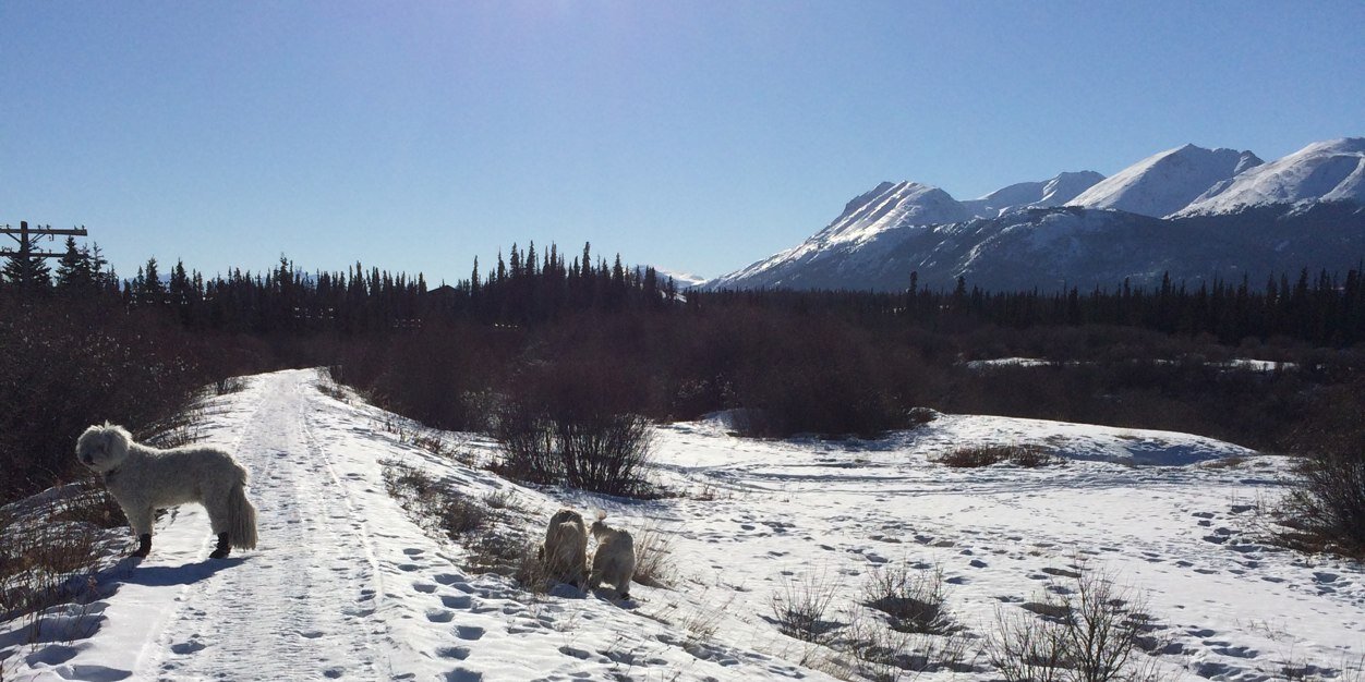 1CHARLEBOIS's profile banner image