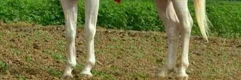 ahmosh111's profile banner image
