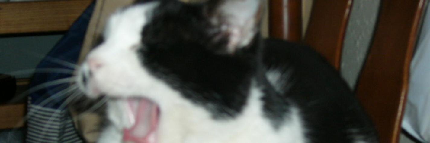 雉 雅威(北山正剛) banner