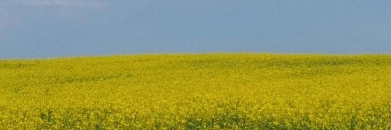 Dmitriy_Mitriy's profile banner image