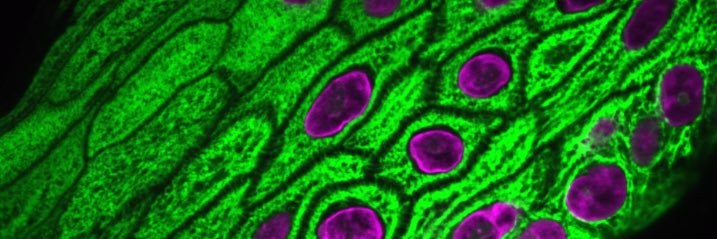 Cory Simpson, MD, PhD, FAAD (he/him) banner