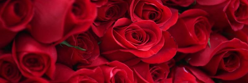 rosgin2003's profile banner image