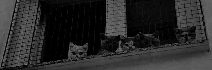 𝓂𝓃 banner