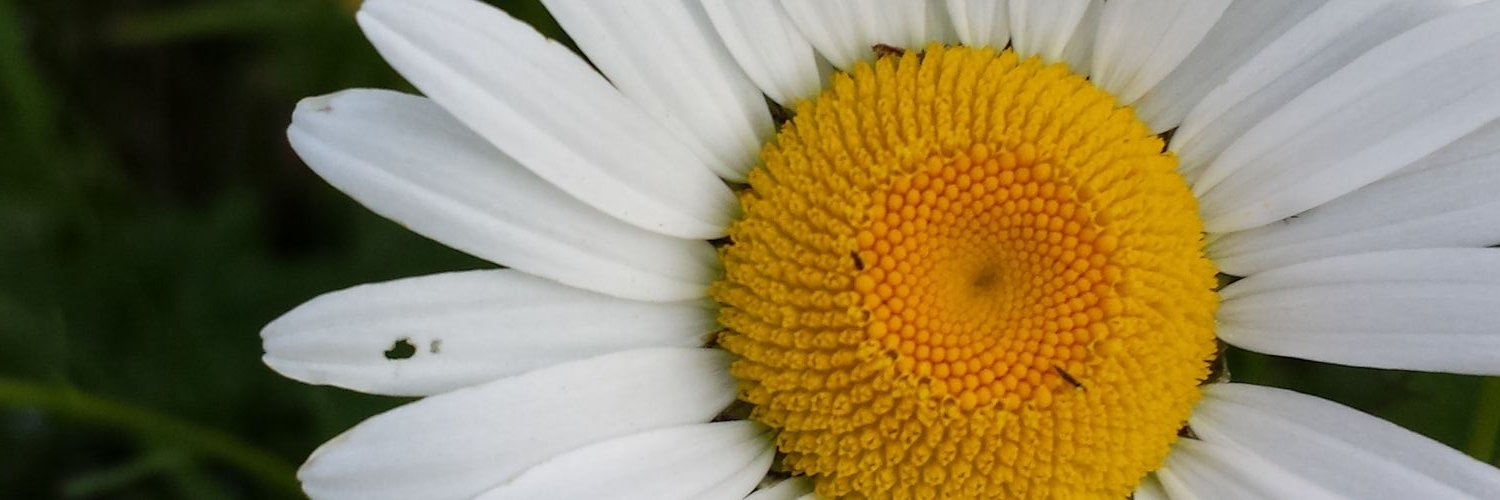 MorgainianKitz's profile banner image