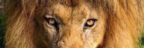 _Turiko's profile banner image