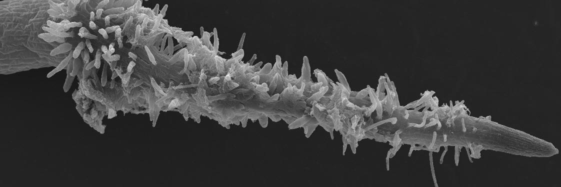 Anna Stepanova banner