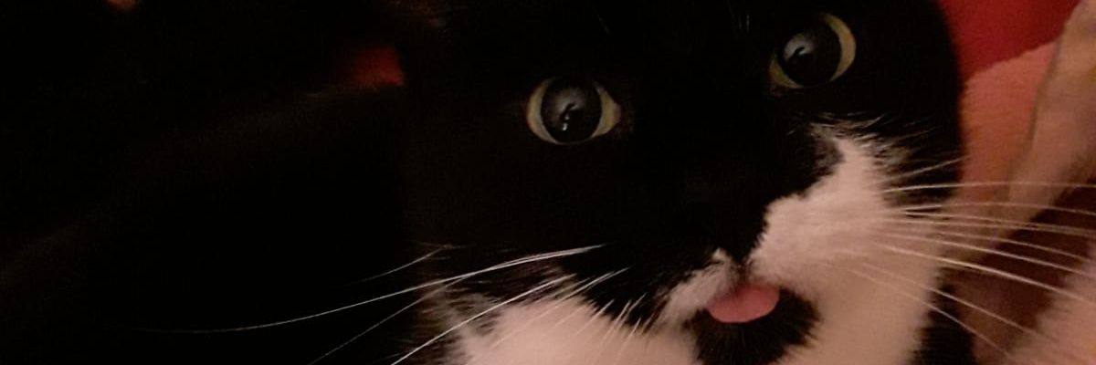 schickershroom 🪝aka shroomtuber banner
